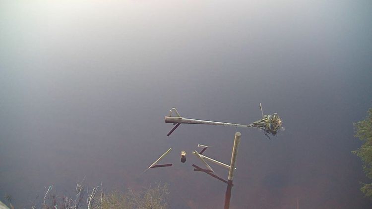 Shocking news from the Brenig Osprey Project