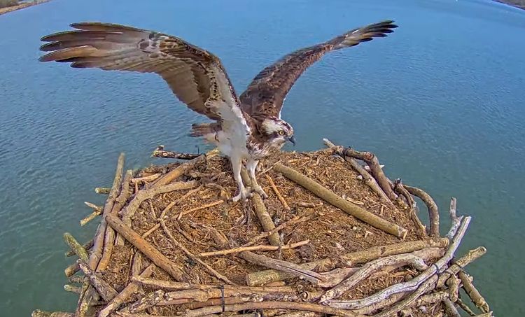 Maya, the resident female osprey at the Manton Bay nest.