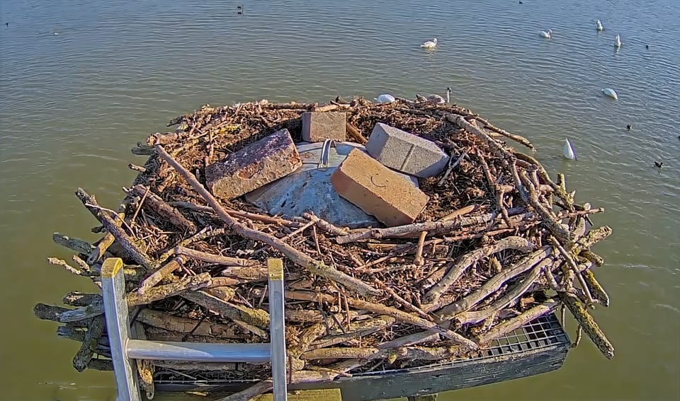 A bin lid with bricks resting on it sits on the Manton Bay Osprey nest